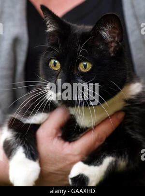 Sybil, die neue Katze in der Downing Street 10, London, leckt sich im Garten des Hauses des Premierministers die Lippen. Stockfoto