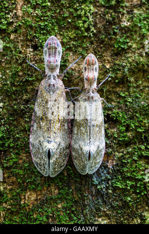 Laterne-Bugs (Fulgora Laternaria) auf Baumstamm, durchgeschwitzt Reserve, Peru. Stockfoto