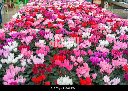 Innenraum des Shops für Gewächshausanbau und Verkauf von indoor Blumen mit cyclamen Stockfoto