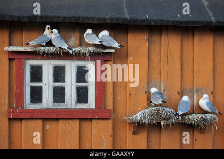 Dreizehenmöwen (Rissa Tridactyla) nisten an Wand des Hauses, Vardo Stadt Varanger-Halbinsel, Norwegen, März. Stockfoto