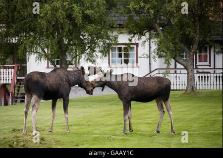 Europäischer Elch (Alces Alces) Bullen in der Nähe von Häusern, Nordland, Norwegen. Juli. Stockfoto