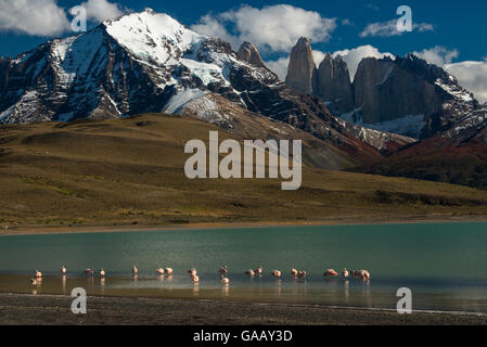 Chilenischer Flamingo (Phoenicopterus sp.) in Lago Azul mit Torres del Paine Torres del Paine Nationalpark, Patagonien, Chile. Stockfoto