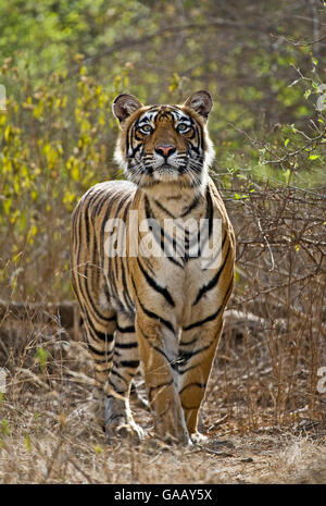 Bengal-Tiger (Panthera Tigris Tigris) stalking Reh, und Kranarbeit Hals, Ranthambore, Indien. Stockfoto