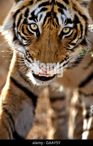 Bengal Tiger (Panthera Tigris Tigris) Porträt, während stalking, Bandhavgarh, Indien. Stockfoto