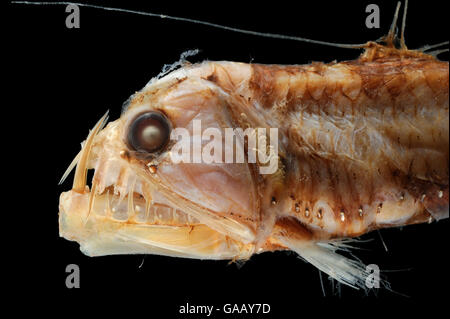 Deepsea Viperfish (Chauliodus sloani) Muster aus dem Nordatlantik in der Nähe des nordwestlich von Spanien, in einer Tiefe von 560-580 m. Stockfoto