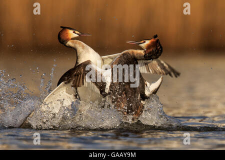 Great crested Haubentaucher (Podiceps Cristatus Cristatus) rivalisierende Männchen kämpfen während der Paarungszeit, Cardiff, UK, März. Stockfoto