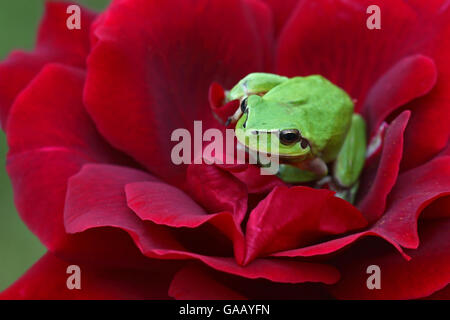 Mediterrane Laubfrosch (Hyla meridionalis) ruht auf einer roten Rose (Rosa sp) in organischen Garten, Toulon, Var, Provence, Frankreich, Mai. Stockfoto