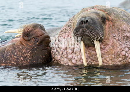 Walross (Odobenus rosmarus) männlich und weiblich, mitgeführt und im seichten Wasser, Spitzbergen, Svalbard, Norwegen, Arktischen Ozean. Juli. Stockfoto