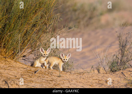 Fennec Fuchs (Vulpes Zerda) Welpen spielen außerhalb der Höhle, Grand Erg Oriental Kebili Governorate. Tunesien. Stockfoto