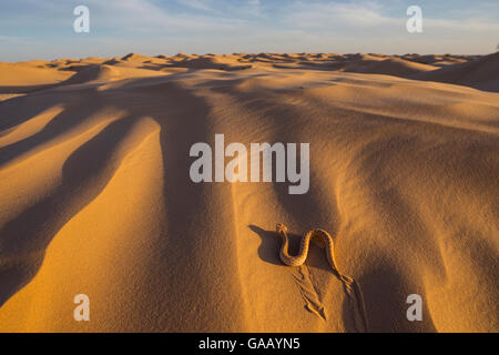 Sand-Viper (Cerastes Vipera) vorwärtsschlängelnden auf Sanddünen. Grand Erg Oriental, Kebili Governorate. Tunesien. Stockfoto