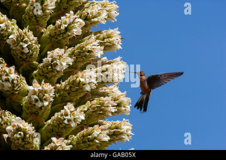 Riesige Kolibris (Patagona gigas) Zufuhr von der Königin der Anden (Puya raymondii) Blumen, Cordillera Blanca Massiv, Anden, Peru, November. Stockfoto