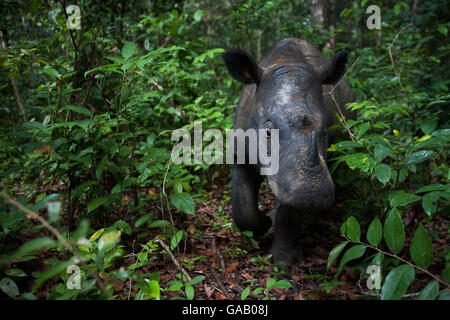In der Nähe von Sumatra Nashörner (Dicerorhinus sumatrensis), Buchse, Nahaufnahme, Teil eines Zuchtprogramms, Weg Kambas Nationalpark, Sumatra, Indonesien. Stockfoto