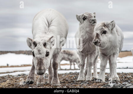 Svalbard-Rentiere (Rangifer Tarandus Platyrhynchus)-Mutter und Kälber, Spitzbergen, Norwegen, Februar. Stockfoto