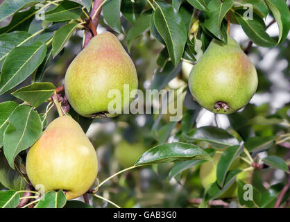 Große reife Birnen auf einem Ast unter den grünen Blättern. Sich fotografiert in der Nähe. Stockfoto