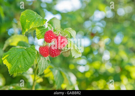 Reife Himbeeren auf Ast Stockfoto