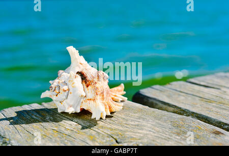 Nahaufnahme von einer Muschel auf einem verwitterten hölzernen Pier über dem Meer Stockfoto