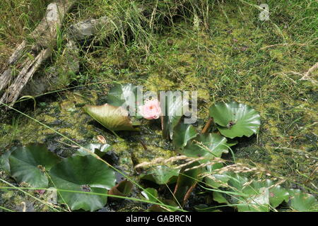 Lily im Gartenteich Stockfoto