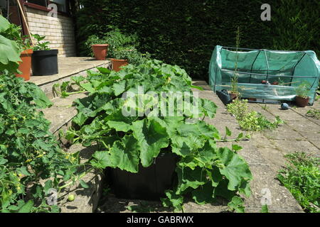 Sommer im Garten arbeiten in Behältern Stockfoto