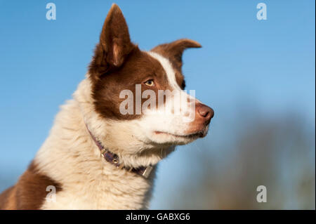 Rote und weiße Border-Collie-Schäferhund, Yorkshire, Großbritannien zu warnen. Stockfoto