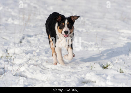 Schwarz weiß und Tan-Border-Collie-Schäferhund Welpen im Schnee laufen. VEREINIGTES KÖNIGREICH. Stockfoto