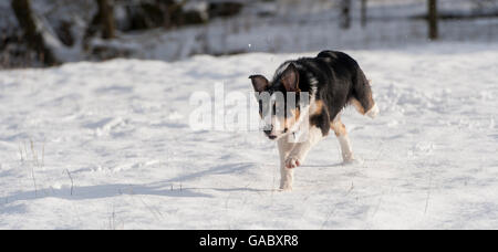 Schwarz weiß und Tan-Border-Collie-Schäferhund Welpen im Schnee laufen. VEREINIGTES KÖNIGREICH. Stockfoto