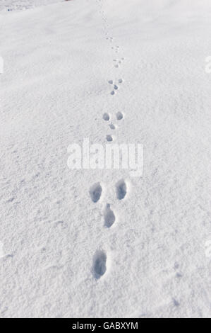 Kaninchen, Spuren im Schnee. Yorkshire, Vereinigtes Königreich. Stockfoto
