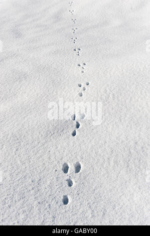 Kaninchen, Spuren im Schnee. Yorkshire, Vereinigtes Königreich. Stockfoto