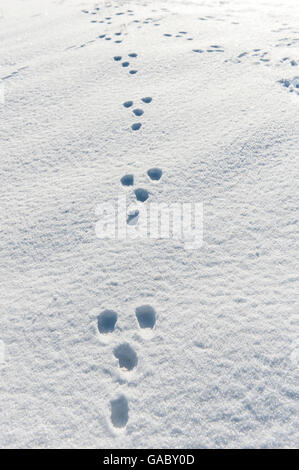 Kaninchen, Spuren im Schnee. Yorkshire, Vereinigtes Königreich. Stockfoto