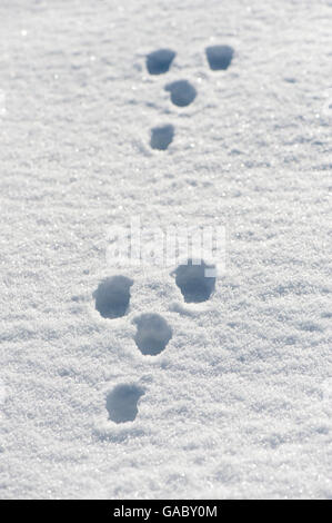 Kaninchen, Spuren im Schnee. Yorkshire, Vereinigtes Königreich. Stockfoto