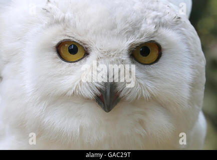 Extreme Nahaufnahme des Kopfes eine resolute männlichen Schnee-Eule (Bubo Scandiacus), vor der Kamera, Augen weit öffnen Stockfoto