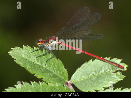 Männlichen europäischen großen Red Damselfly (Pyrrhosoma Nymphula) posiert auf einem Blatt, Flügel ausbreiten Stockfoto