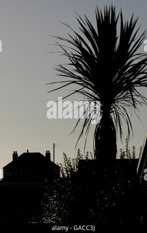 Ein Haus mit Palmen in seinem Garten auf dem Isle of Tiree vor der Westküste schottlands Stockfoto