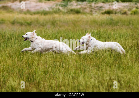 Platin farbige Golden Retriever Hunde laufen auf einer Ranch in Colorado; USA Stockfoto