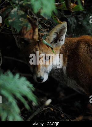London - Urban Fox. Stock Bild eines städtischen Fuchses in London. Stockfoto