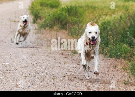 Platin farbige Golden Retriever Hunde laufen auf einer Ranch in Colorado; USA Stockfoto