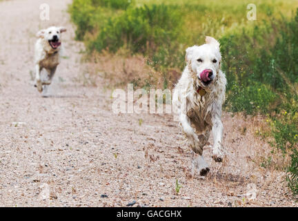 Platin farbige Golden Retriever Hunde laufen auf einer Ranch in Colorado; USA Stockfoto