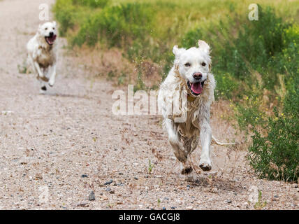 Platin farbige Golden Retriever Hunde laufen auf einer Ranch in Colorado; USA Stockfoto