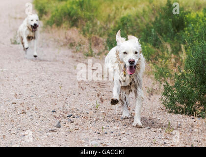 Platin farbige Golden Retriever Hunde laufen auf einer Ranch in Colorado; USA Stockfoto