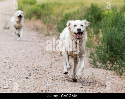 Platin farbige Golden Retriever Hunde laufen auf einer Ranch in Colorado; USA Stockfoto