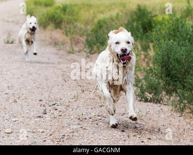 Platin farbige Golden Retriever Hunde laufen auf einer Ranch in Colorado; USA Stockfoto