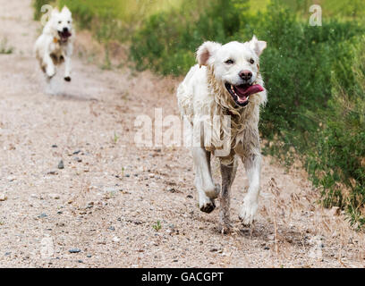 Platin farbige Golden Retriever Hunde laufen auf einer Ranch in Colorado; USA Stockfoto