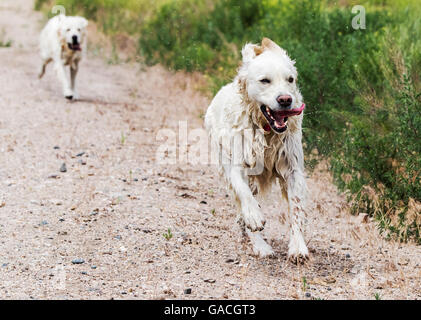 Platin farbige Golden Retriever Hunde laufen auf einer Ranch in Colorado; USA Stockfoto