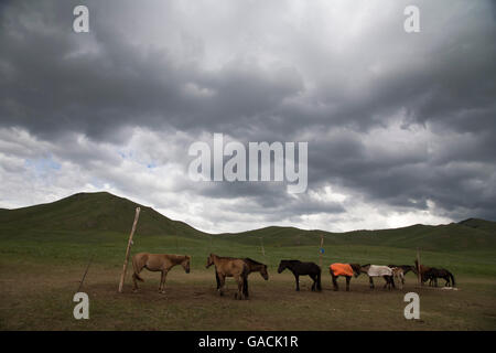 Pferde ruhen bevor die Rennen in der Hauptstadt der Mongolei, Ulaanbaatar Stockfoto