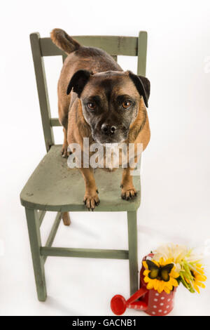 Süße Mops Hund stehend auf einem rustikalen grünen Stuhl cross Stockfoto