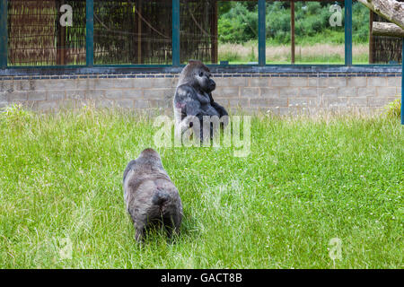 Gorillas im Gehege im Twycross Zoo, Leicestershire Stockfoto