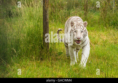 Einen jungen weißen Königstiger im Hamerton Zoo Park im Vereinigten Königreich Stockfoto