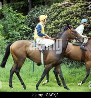 Pferderennen - Lester Piggott - Sandown. Ribofilio, mit Jockey Lester Piggott in gelber und blauer Seide, als er einen öffentlichen Galopp im Sandown Park hatte. Stockfoto