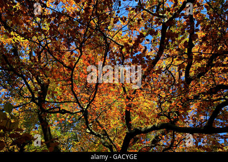 Herbstblätter bereit, von den Bäumen im Clumber Park in der Nähe von Worksop in Nottinghamshire fallen. Stockfoto