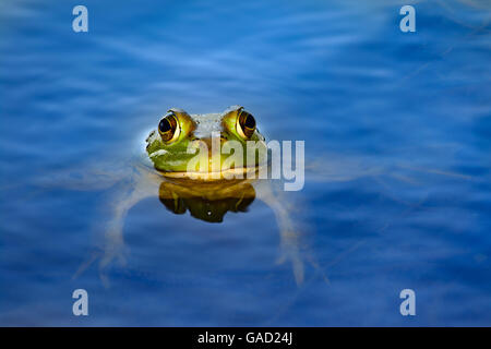 Amerikanischer Ochsenfrosch (Lithobates Catesbeianus) im Teich mit Kopf und Augen ragt aus dem Wasser Stockfoto