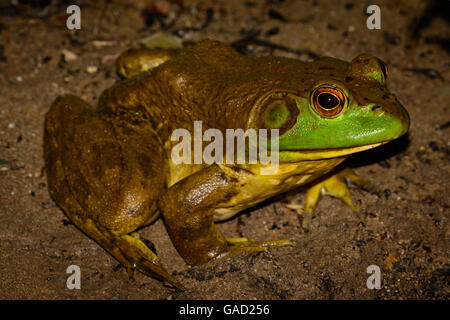 Amerikanischer Ochsenfrosch (Lithobates Catesbeianus) vollständiges Profil mit lebhaften Augen - männlich Stockfoto